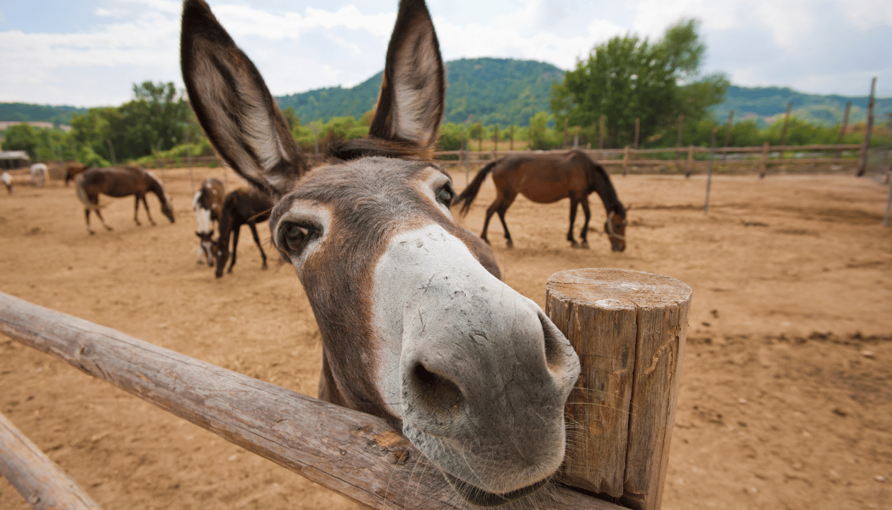 Adventure activities in Dosrius